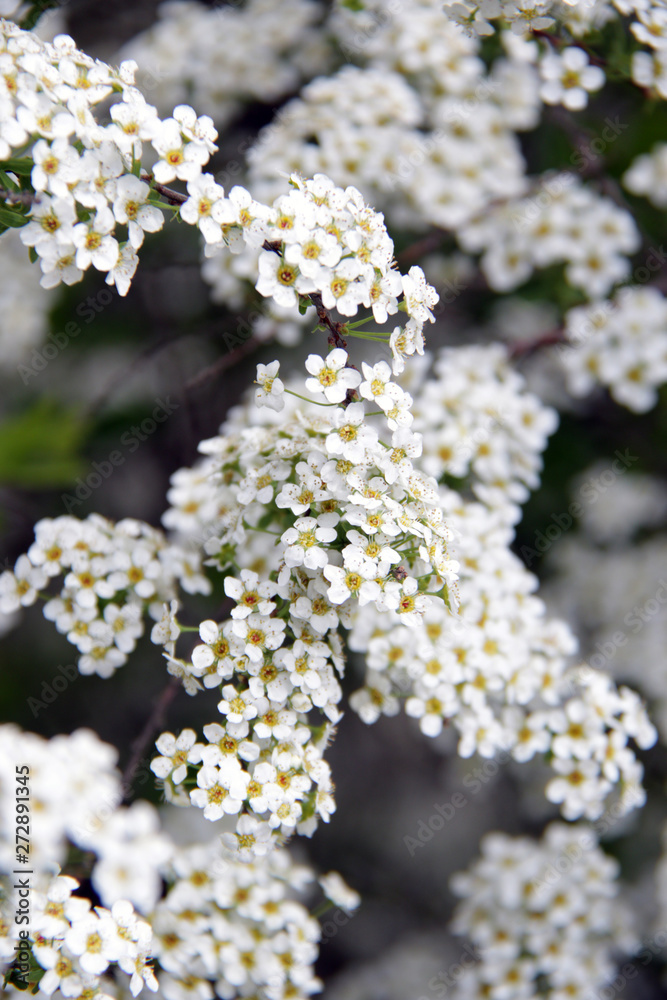 little white spring flowers background little white spring flowers background