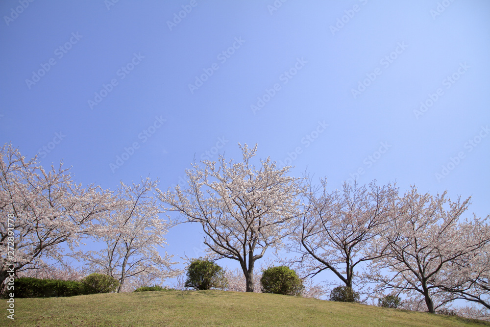 Obraz premium 稲取高原の桜並木