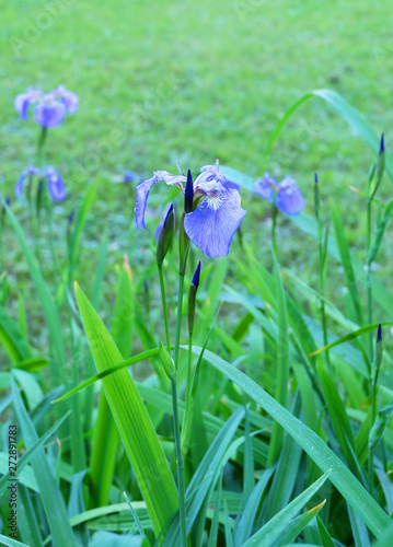 Wild purple irises on a flowerbed in the park in the summer.