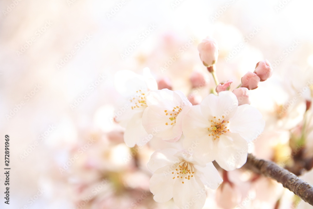 稲取高原の桜