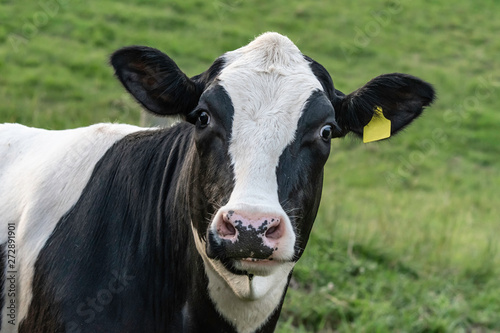Holstein head closeup