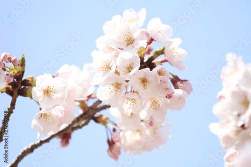 稲取高原の桜