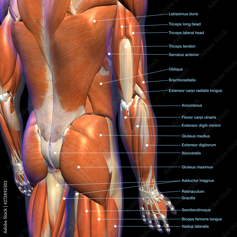 Labeled Anatomy Chart of Male Lower Back Muscles on Black Background