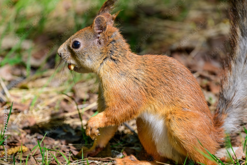 Little funny red squirrel with a nut in the forest. Sunny day. Little funny red squirrel with a nut in the forest. Sunny day.