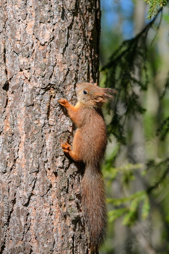 Little squirrel baby latched on to the trunk of a spruce. © a_mikhail