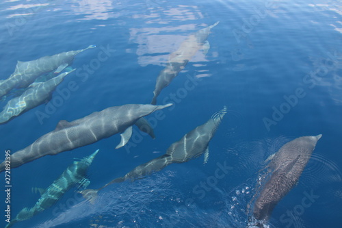 dolphins in the sea