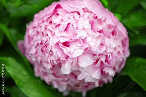 Pink peony flower with water drops and green leave close up.