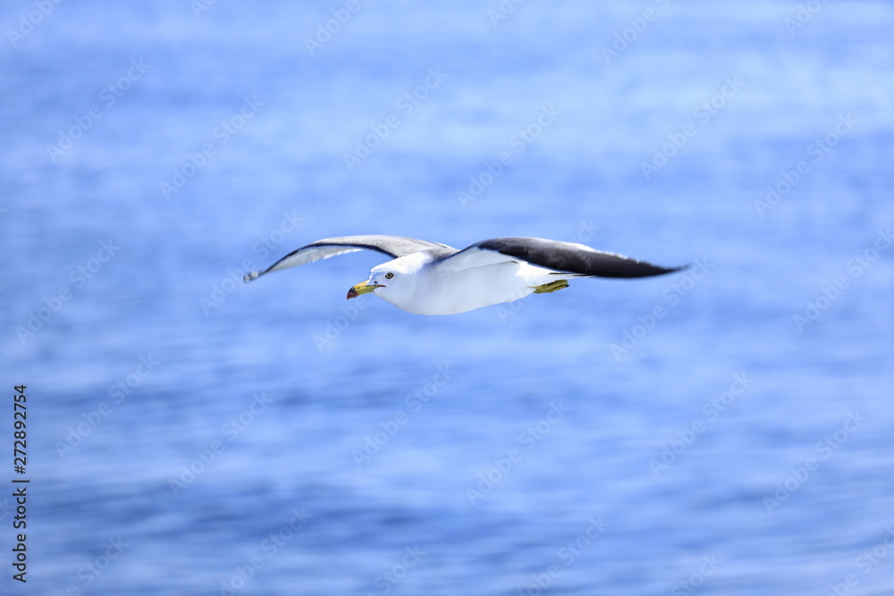 海上を飛ぶかもめ 海上を飛ぶかもめ