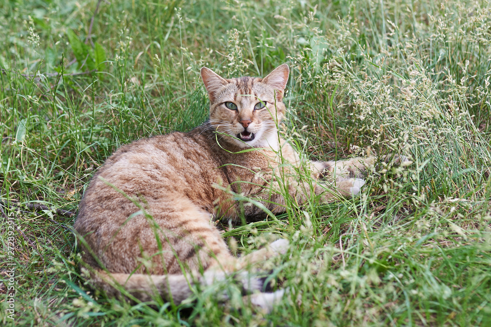 Gray-striped,with an open mouth, the cat lies in the grass