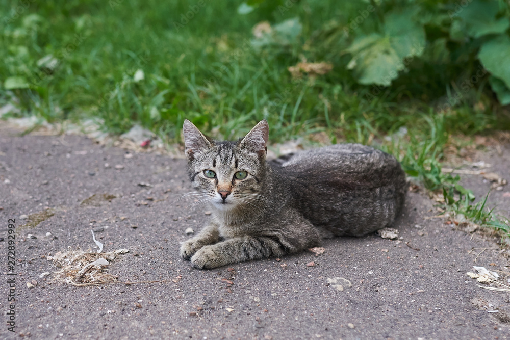 Gray-striped homeless cat lying on the street on the asphalt