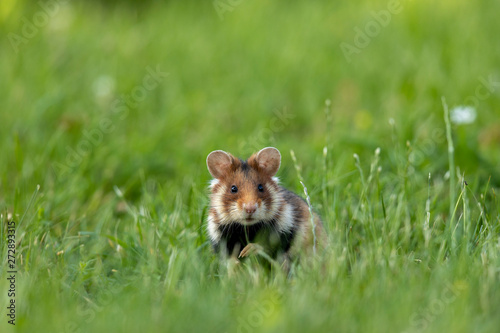 Feldhamster in Wiese mit gebückter Haltung