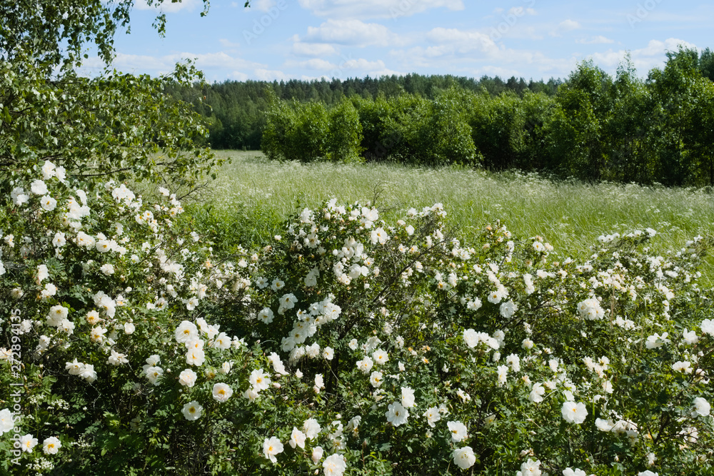 Fototapeta premium There are a lot of white roses in the meadow. Green trees and roses harmonize on a clear sunny day. The Russian field abounds in summer with flowers and herbs.