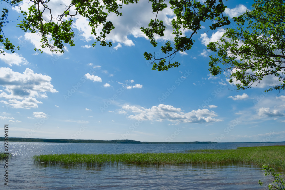 Lake with grass growing in the water and trees that are located on the opposite shore of the lake. Trees behind the scenes, lowered their branches with green leaves above the water. Lake with grass growing in the water and trees that are located on the opposite shore of the lake. Trees behind the scenes, lowered their branches with green leaves above the water.