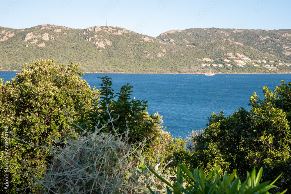 Végétation Corse