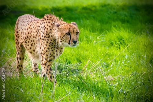 Leopard in grass