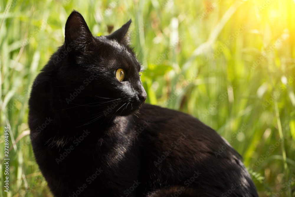 Beautiful bombay black cat portrait in profile in nature in sunlight