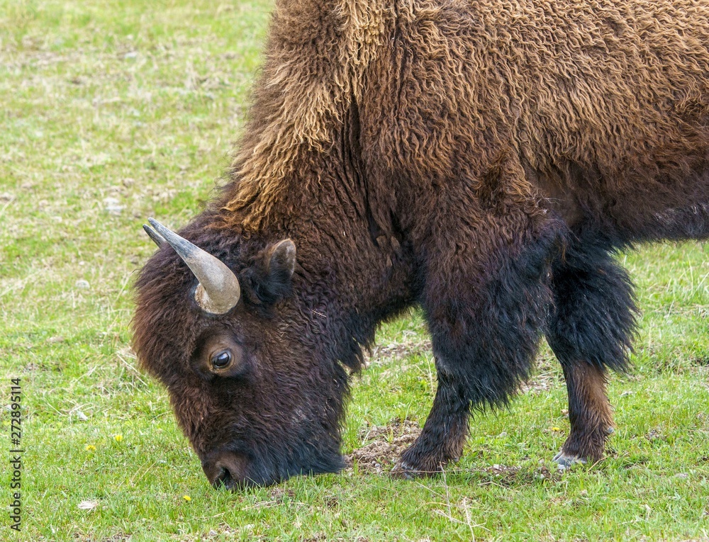 Portrait of bison (buffalo) eating green grass Portrait of bison (buffalo) eating green grass