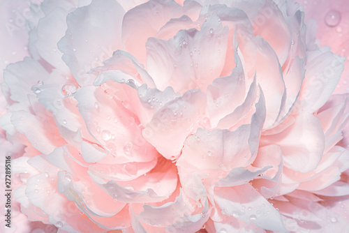 Abstract background with flowers. Light gentle pink background from peony petals. Peony flower in dew drops close up. Peony in drops of water, close-up. photo
