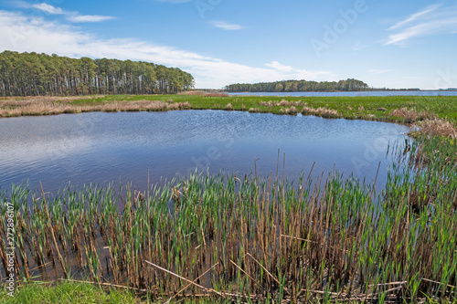 Forest, Wetland Marsh, and Spring Growth in the Marsh Grass
