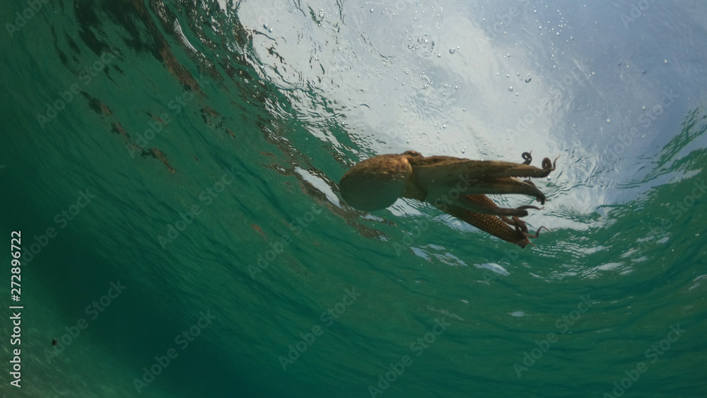 Obraz premium Underwater photo of small octopus in tropical sandy turquoise sea bay