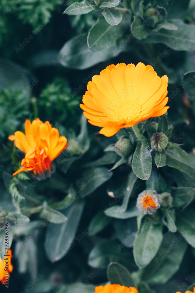 Orange calendula officinalis flowers blooming on a green grass Orange calendula officinalis flowers blooming on a green grass