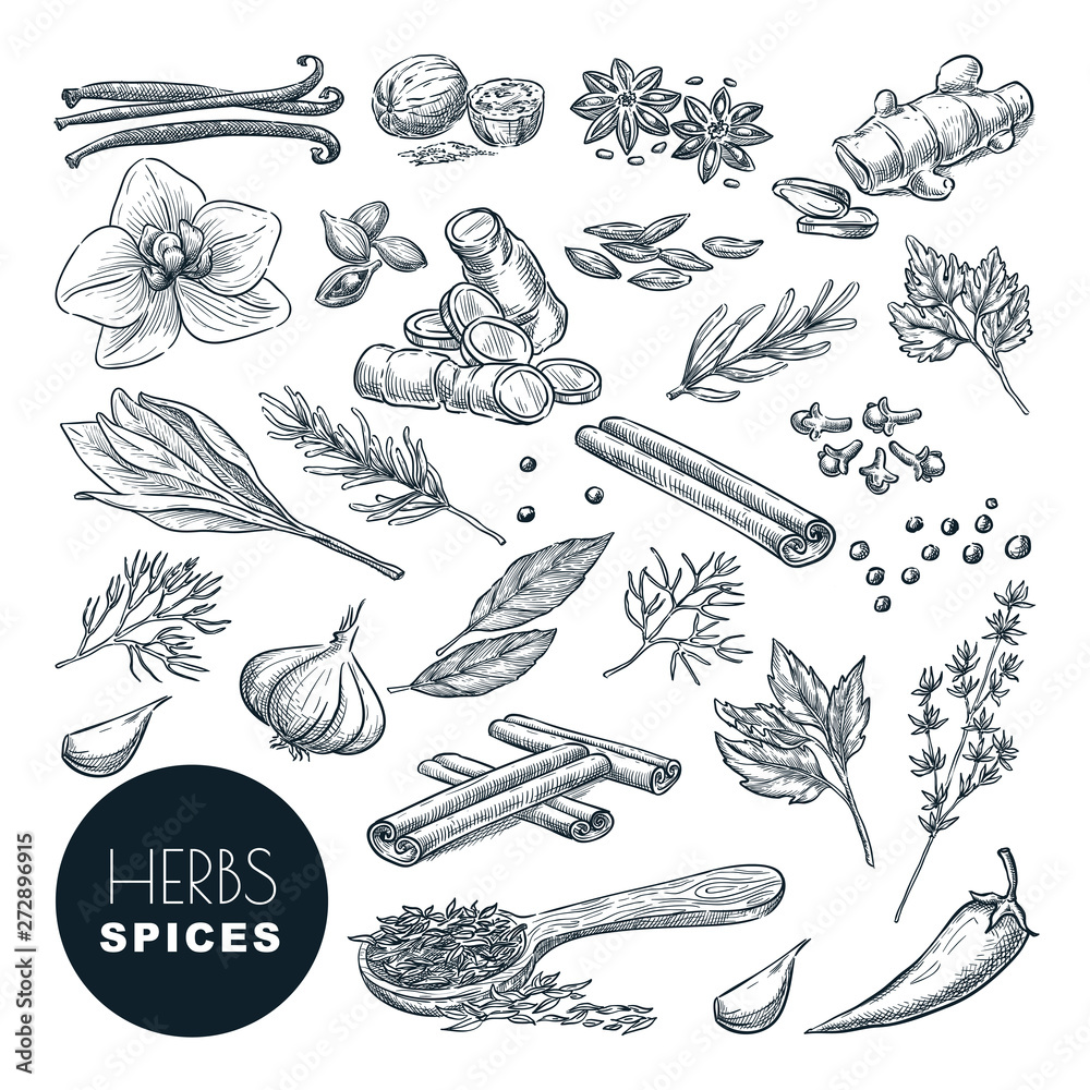 Spices, herbs set. Vector hand drawn sketch illustration, isolated on white background. Cooking icons, design elements. Spices, herbs set. Vector hand drawn sketch illustration, isolated on white background. Cooking icons, design elements.
