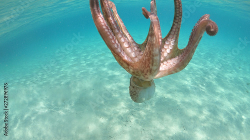 Underwater photo of small octopus in tropical sandy turquoise sea bay
