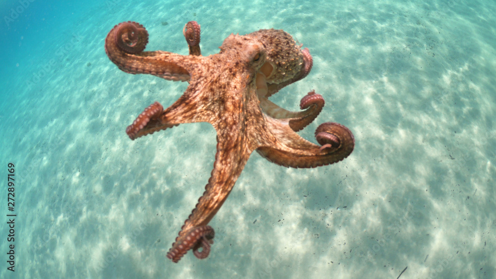 Underwater photo of Octopus swimming in turquoise exotic sandy bay
