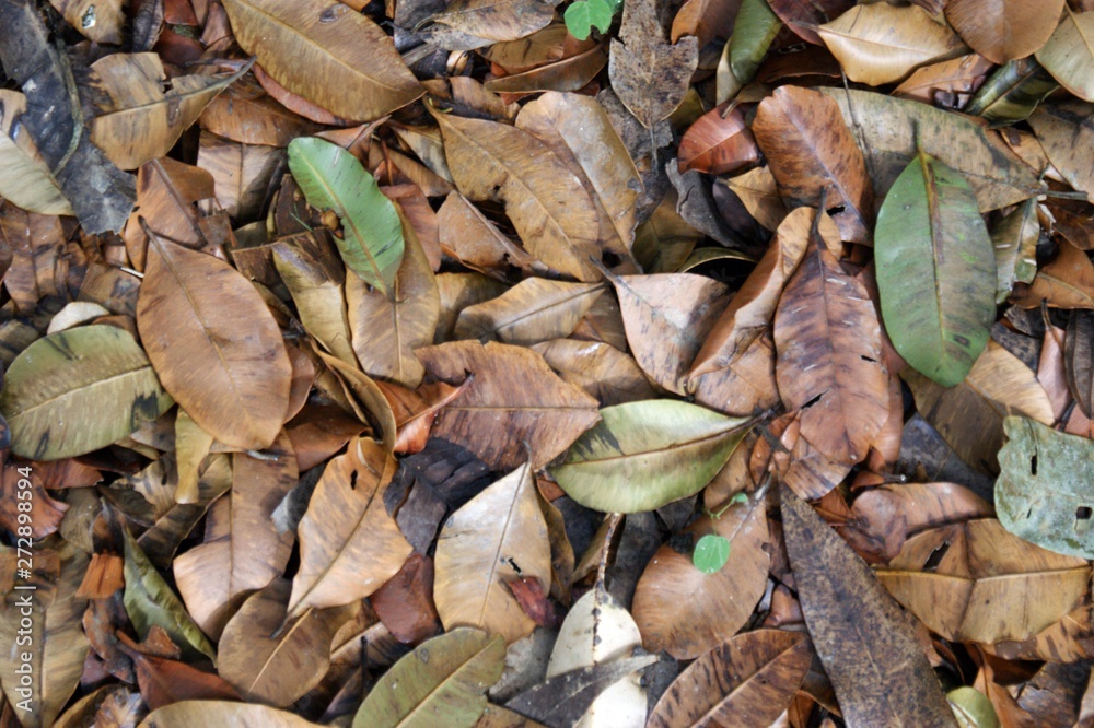 autumn leaves autumn leaves