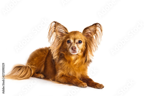 Dog breed Russian toy terrier longhair lying on white background