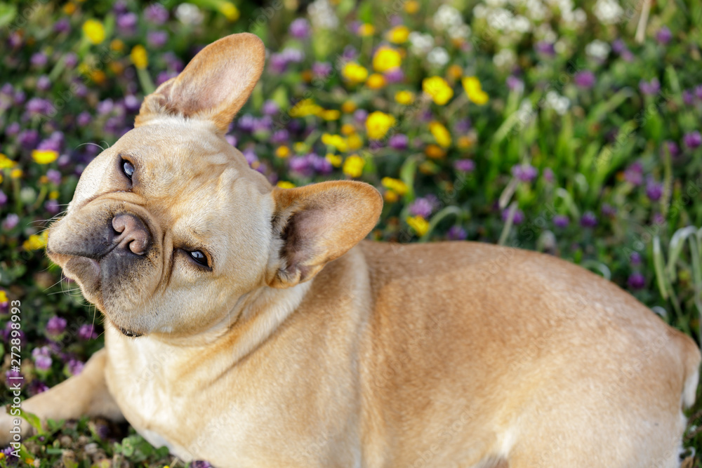 French Bulldog tilting head and lying down with wildflowers background. Northern California Coastline.