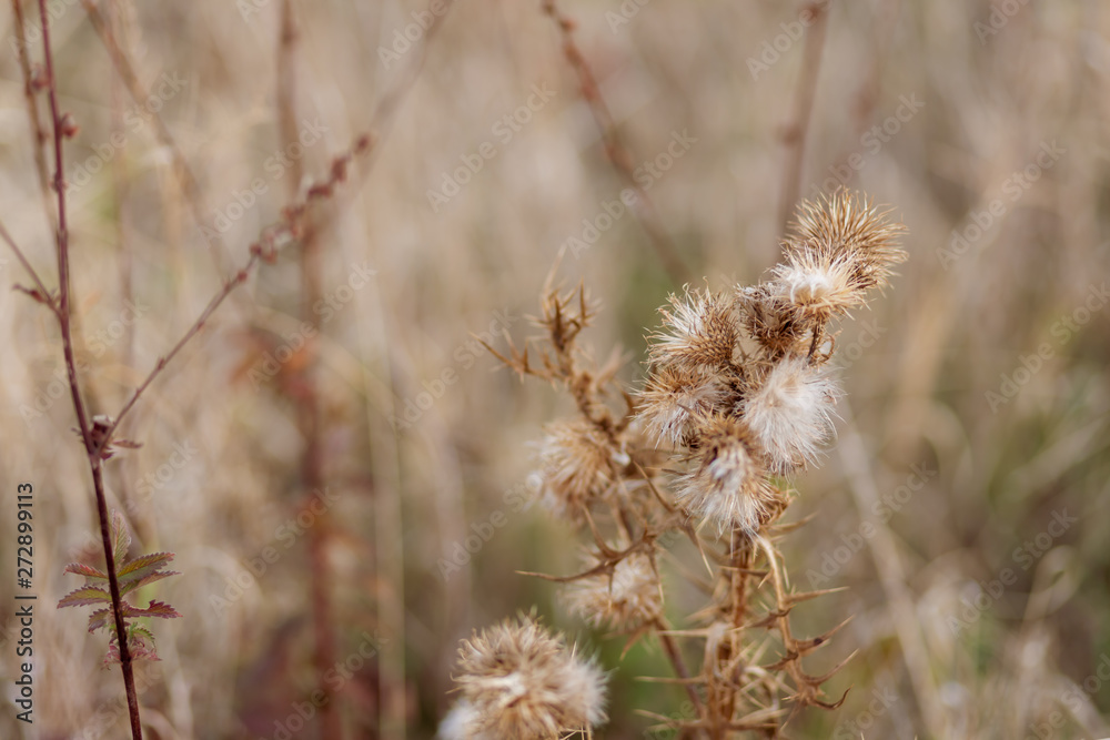 Dry spiny flowers in a field in autumn. Thistle. Nature blurred background. Shallow depth of field. Toned image. Copy space. Dry spiny flowers in a field in autumn. Thistle. Nature blurred background. Shallow depth of field. Toned image. Copy space.