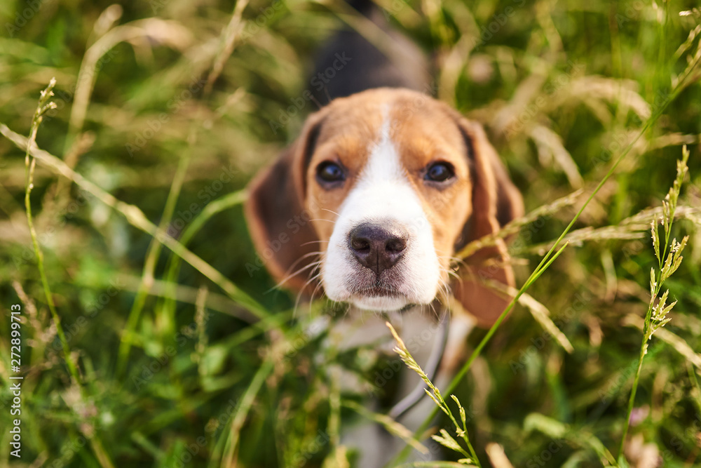 Beagle puppy, looking up, selective focus