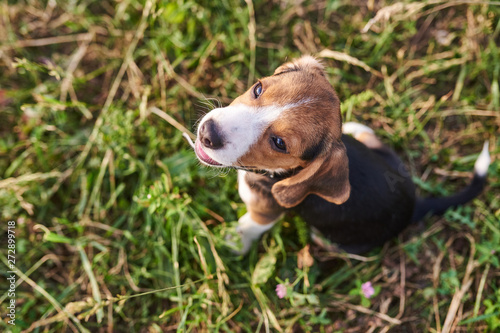 Beagle puppy looks up  sitting on the grass