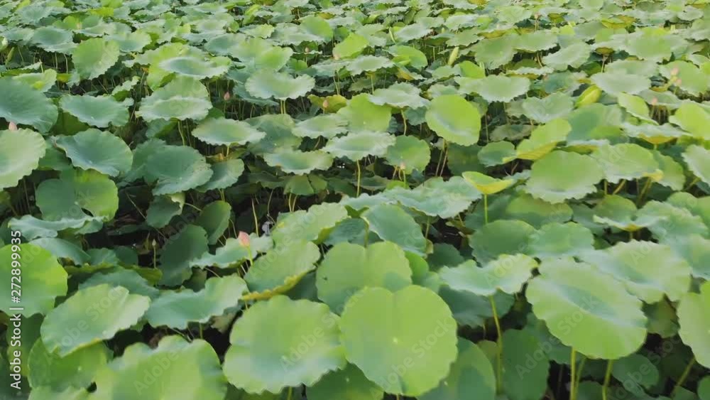 Large pink lotus field on Biwako lake Japan Large pink lotus field on Biwako lake Japan