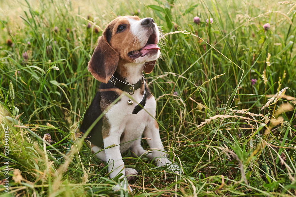 Beagle puppy,tongue sticking out, sitting in the grass and looking up