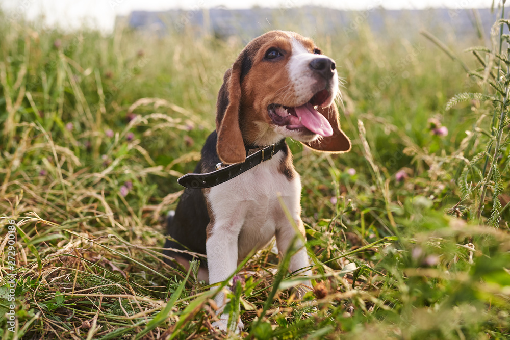 Beagle puppy sitting on the grass, tongue sticking out