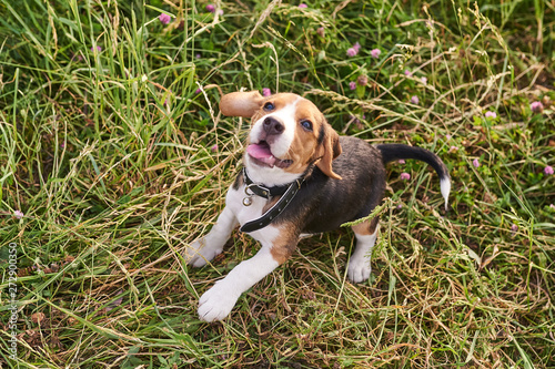 Beagle puppy, tongue out, funny Bouncing on the grass