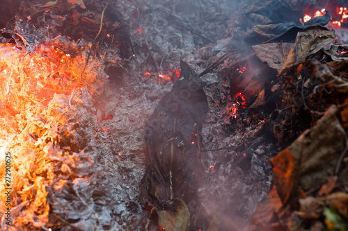 A large green leaf slowling burning in a pile of brown leaves and hot ashes