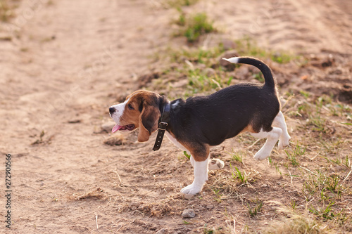 Beagle puppy, tongue sticking out, runs on the sand