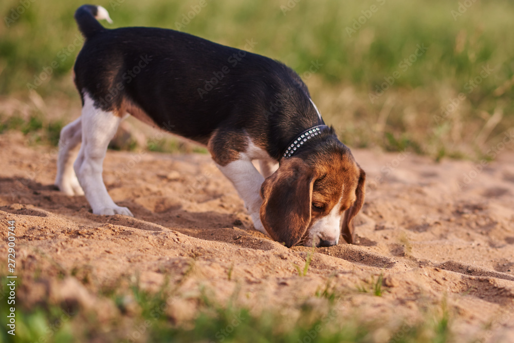 Beagle puppy sniffs something in the sand