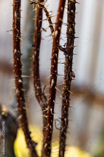 a spiny plant grows in a garden