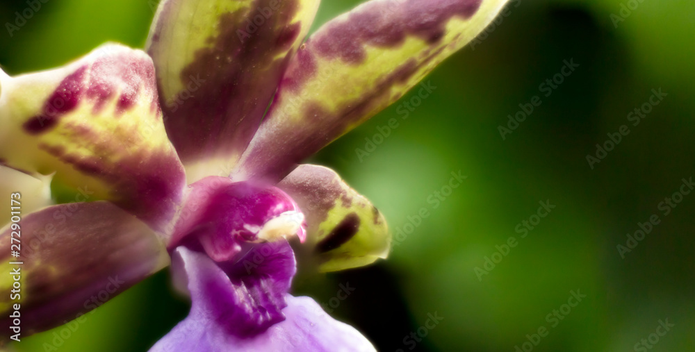 Detail on a violet and yellow tropical blooming orchid plant in spring in a tropical glasshouse. Orchidaceae in bloom. Detail on a violet and yellow tropical blooming orchid plant in spring in a tropical glasshouse. Orchidaceae in bloom.