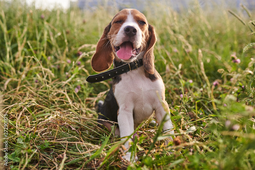 Beagle puppy, with a funny protruding tongue, sitting on the grass