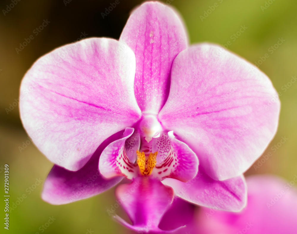 Detail on a pink tropical blooming orchid plant in spring in a tropical glasshouse. Orchidaceae in bloom. Detail on a pink tropical blooming orchid plant in spring in a tropical glasshouse. Orchidaceae in bloom.