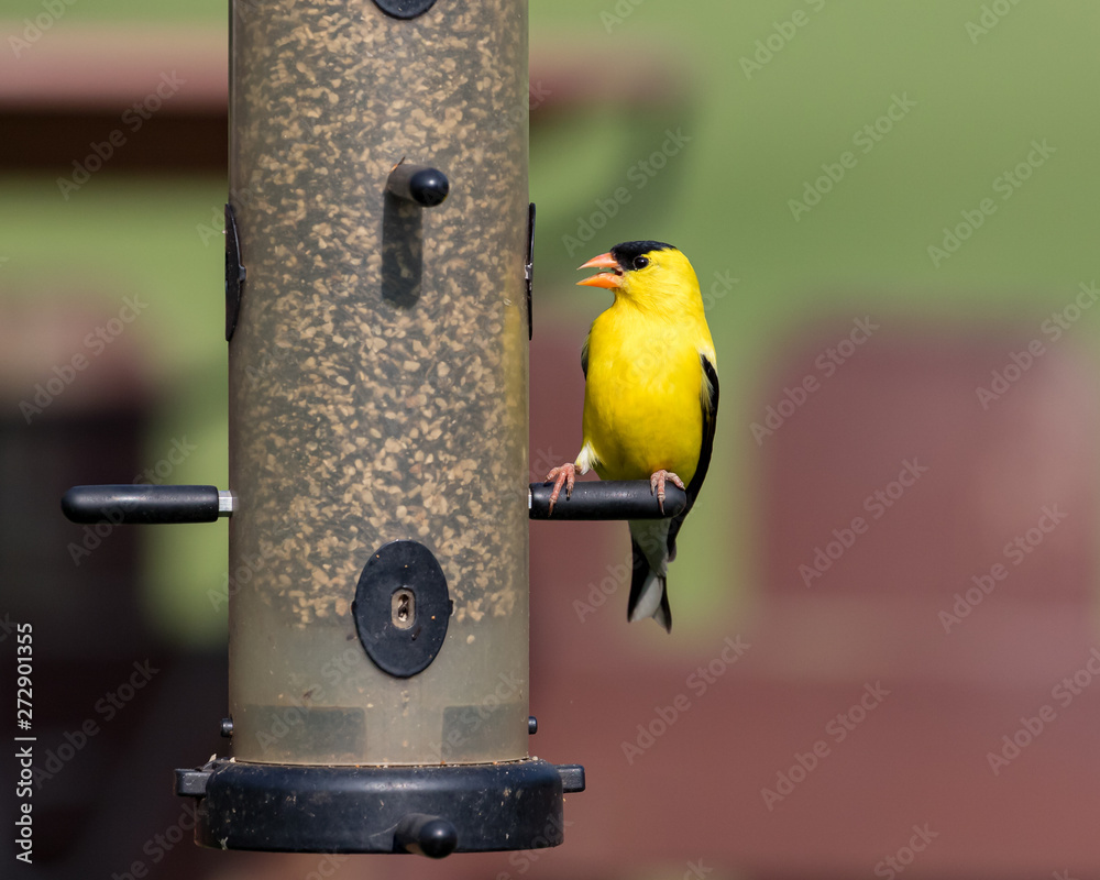 American Goldfinch bird eating from a backyard bird feeder American Goldfinch bird eating from a backyard bird feeder