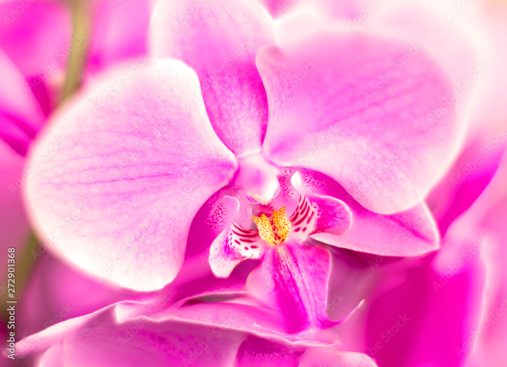 Detail on a pink tropical blooming orchid plant in spring in a tropical glasshouse. Orchidaceae in bloom. Detail on a pink tropical blooming orchid plant in spring in a tropical glasshouse. Orchidaceae in bloom.