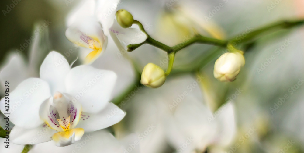 Detail on a white tropical blooming orchid plant branch in spring in a tropical glasshouse. Orchidaceae in bloom. Detail on a white tropical blooming orchid plant branch in spring in a tropical glasshouse. Orchidaceae in bloom.