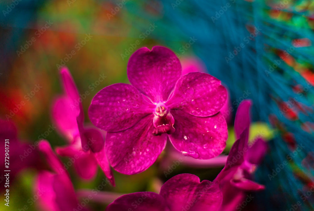 Obraz premium Detail on a pink tropical blooming orchid plant in spring in a tropical glasshouse. Orchidaceae in bloom.