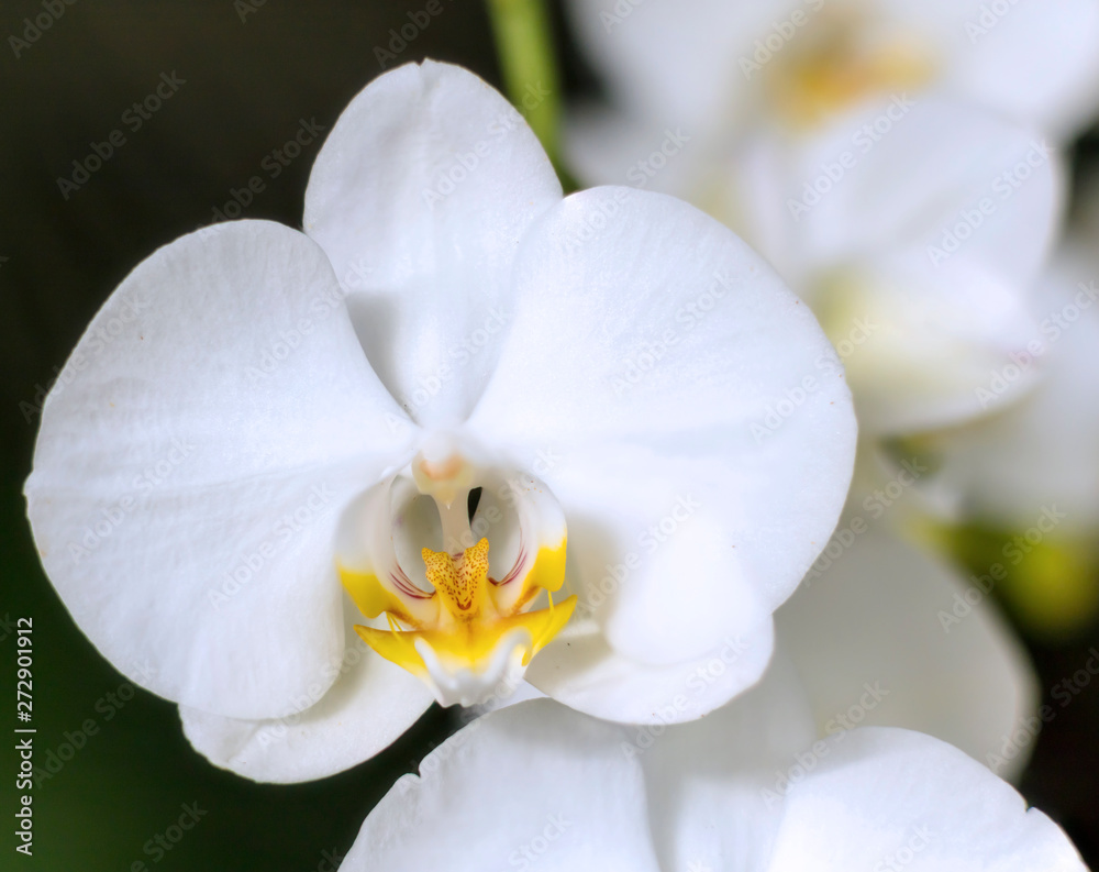 Detail on a white tropical blooming orchid plant in spring in a tropical glasshouse. Orchidaceae in bloom.